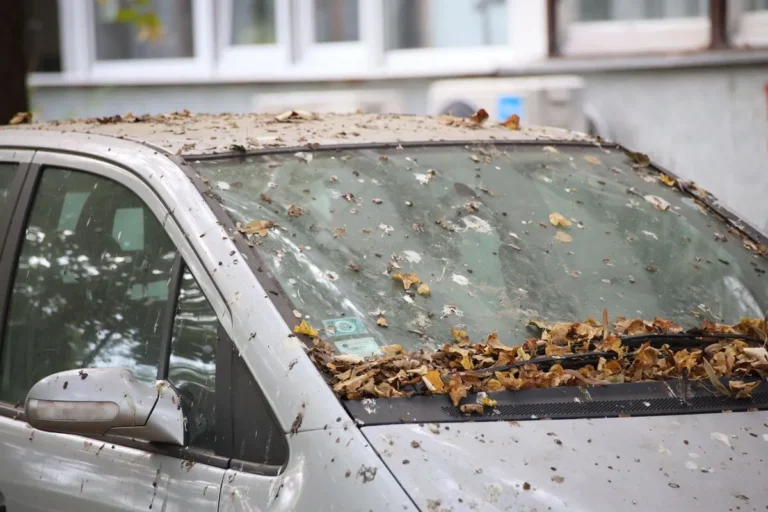 Car parked with leave branches visible around the vehicle